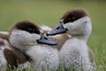 Paradise Shelduck Ducklings (57249642)