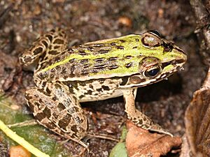 Pelophylax nigromaculatus s1.JPG