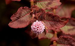 Persicaria capitata AF crop