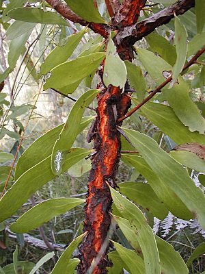 Persoonia levis bark nowra