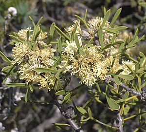 Petrophile squamata.jpg