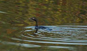 Phalacrocorax niger 027