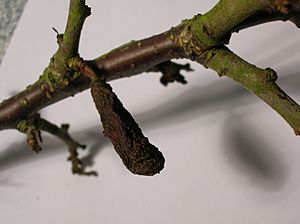 Pocket Plum gall, Taphrina pruni.JPG