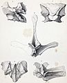 Poekilopleuron neural spine