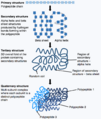 Protein folding figure