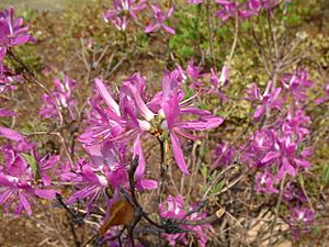 Różanecznik kanadyjski Rhododendron canadense RB.JPG