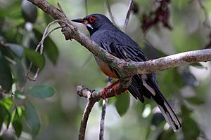 Red-legged thrush (Turdus plumbeus rubripes).JPG