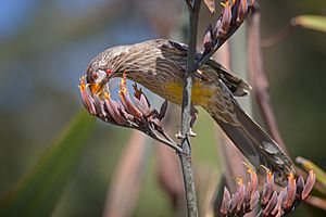 Red Wattlebird Nov09