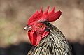 Rooster portrait, France