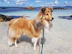 Sheltie Isle of Mull