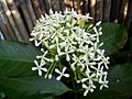 Soka-Ixora javanica1