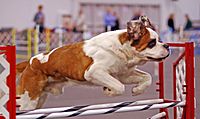 St Bernard Dog agility