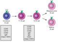 Transitional B cell development