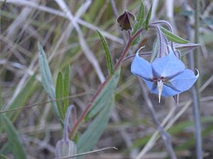 Trichodesma zeylanicum flower.jpg