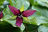 Trillium erectum Bergianska.JPG