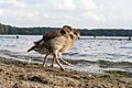 Two ducklings walking into Kralingse Plas (DSC 8538)