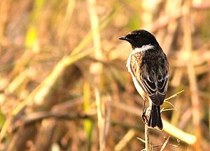 White-tailed stonechat.JPG