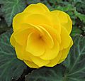 Yellow begonia