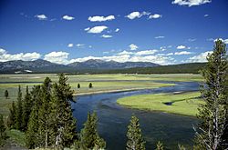 Yellowstone River in Hayden Valley