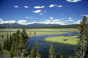 Yellowstone River in Hayden Valley