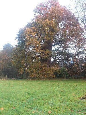 1000 year old Tree