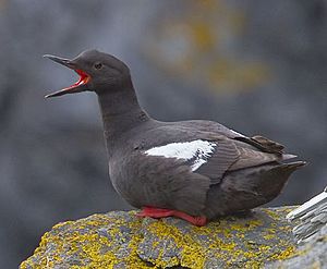 2010-pigeon-guillemot