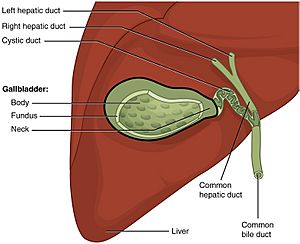 2425 Gallbladder