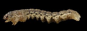 Agrotis ipsilon (black cutworm), side 2014-06-04-19.42.51 ZS PMax (15752867389)