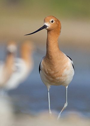 American Avocet1.jpg