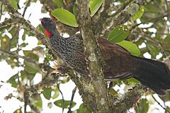 Andean guan