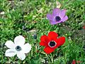 Anemones5