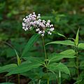 Asclepias quadrifolia.jpg