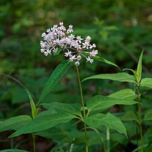 Asclepias quadrifolia.jpg