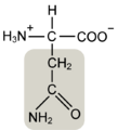 Asparagine w functional group highlighted