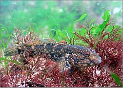 Black sea fauna goby 01