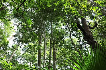 Browns Field rainforest NSW.jpg