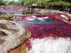 Caño Cristales, Colombia