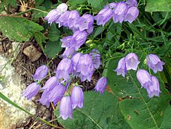 Campanula cespitosa.jpg