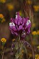 Castilleja exserta 8038