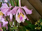 Cattleya mossiae2