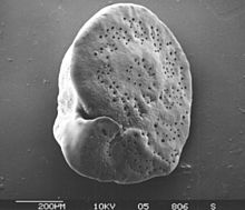 Cibicides-lobatulus hg