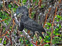 Cotingidae - Cephalopterus ornatus (Amazonian umbrellabird)