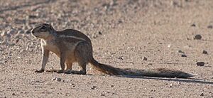 Damara ground squirrel.jpg