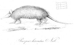 Dasypus pilosus2