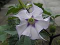 Datura str tat5