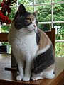 Dilute calico British Shorthair