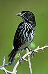 Dusky Seaside Sparrow.jpg