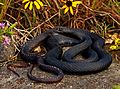 Eastern Coachwhip (Masticophis flagellum flagellum) (30712252298)