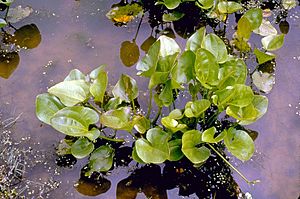 Echinodorus cordifolius.jpg