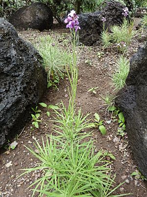 Erysimum caboverdeanum